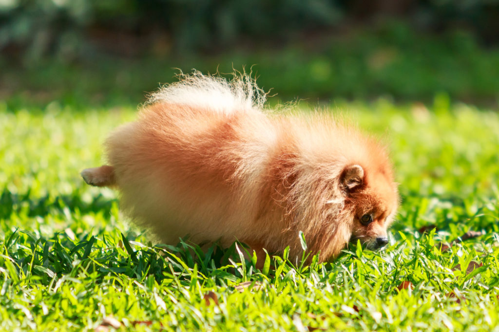 how to prevent pet urine from killing grass 1024x682 1