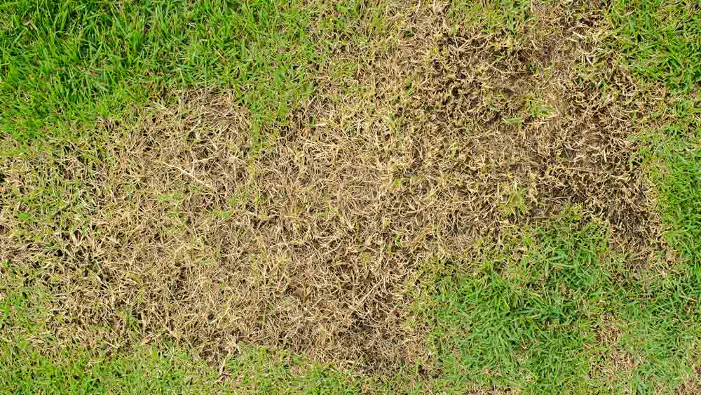 chinch bug lawn damage east coast sprayers