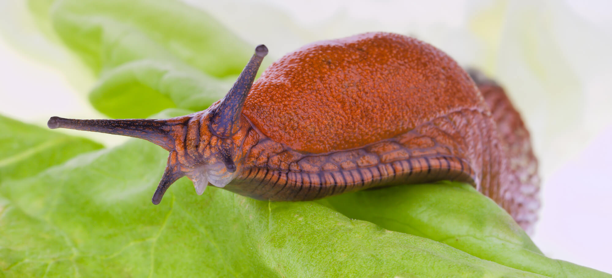 slimy brown slug on a leaf