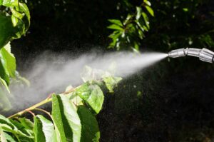 Pesticide being sprayed on leaves of plant