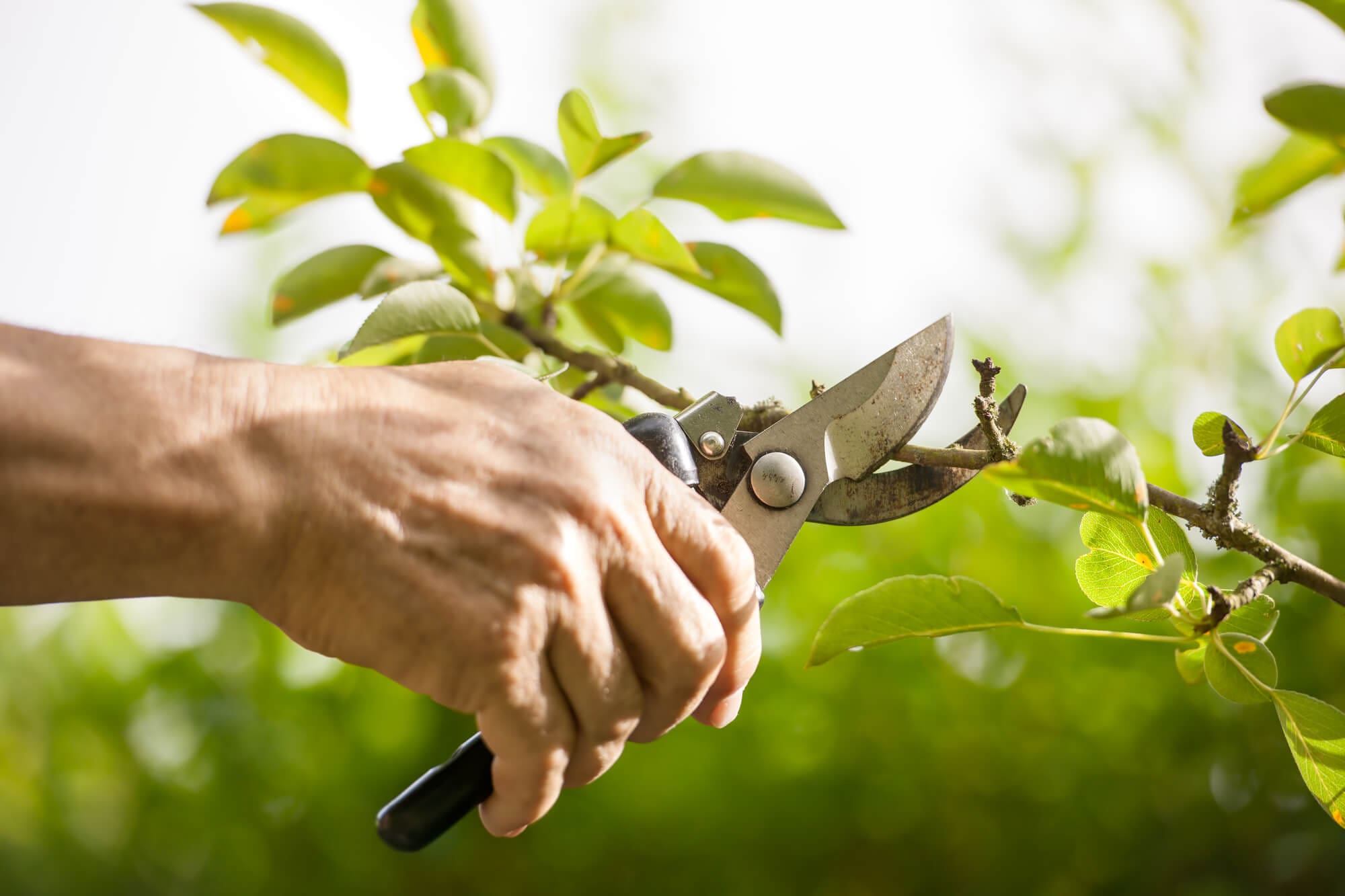 Tree and Shrub Care Boca Raton FL