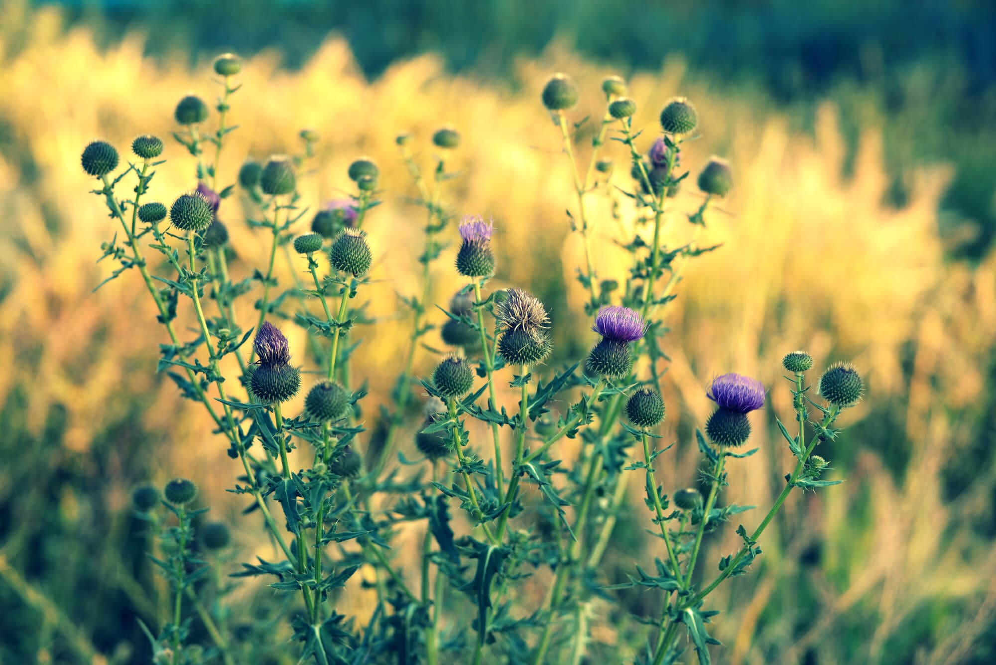 Weed Control Boynton Beach