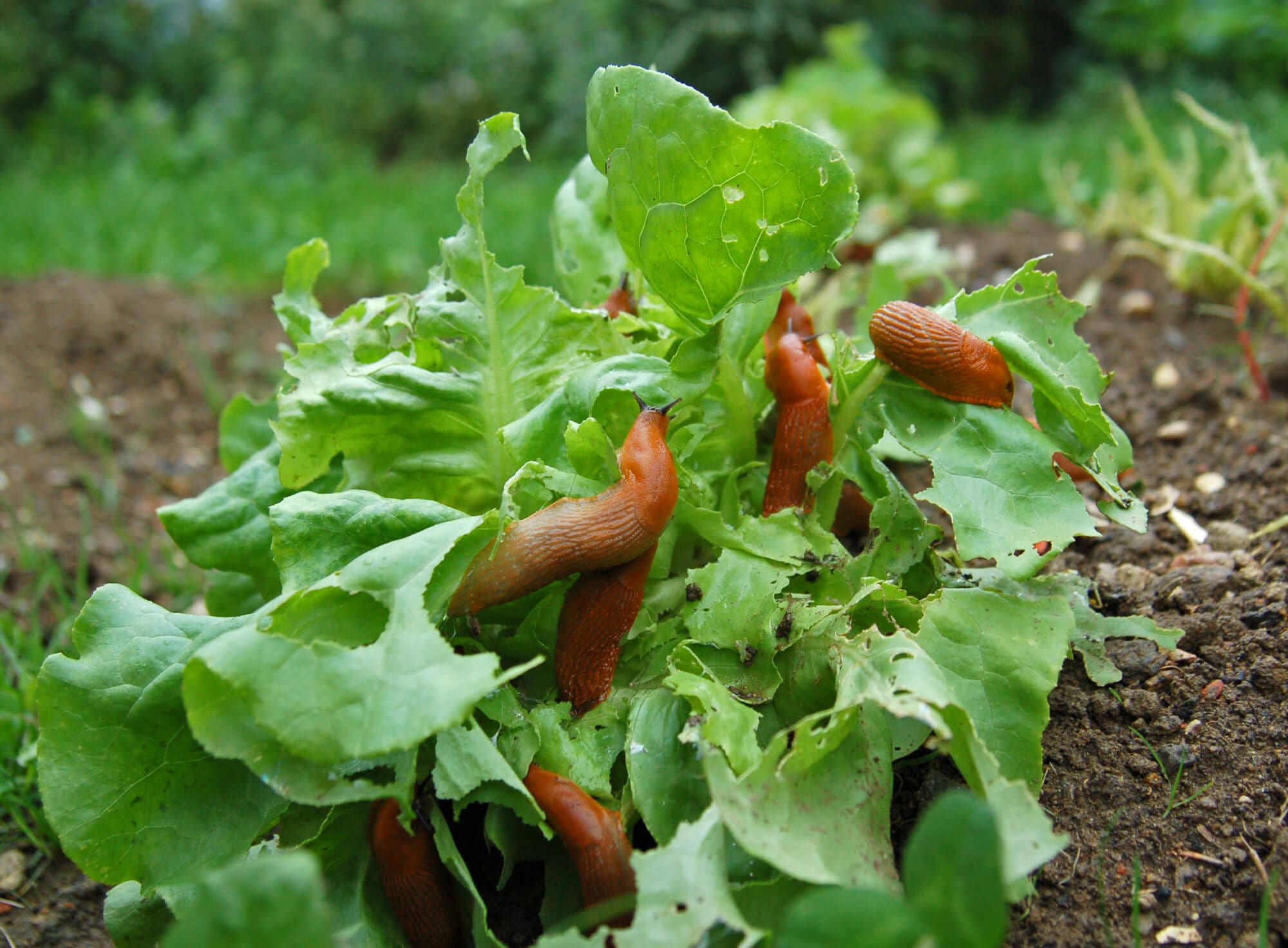 Combat slug infestations with lawn pest services in Palm Beach