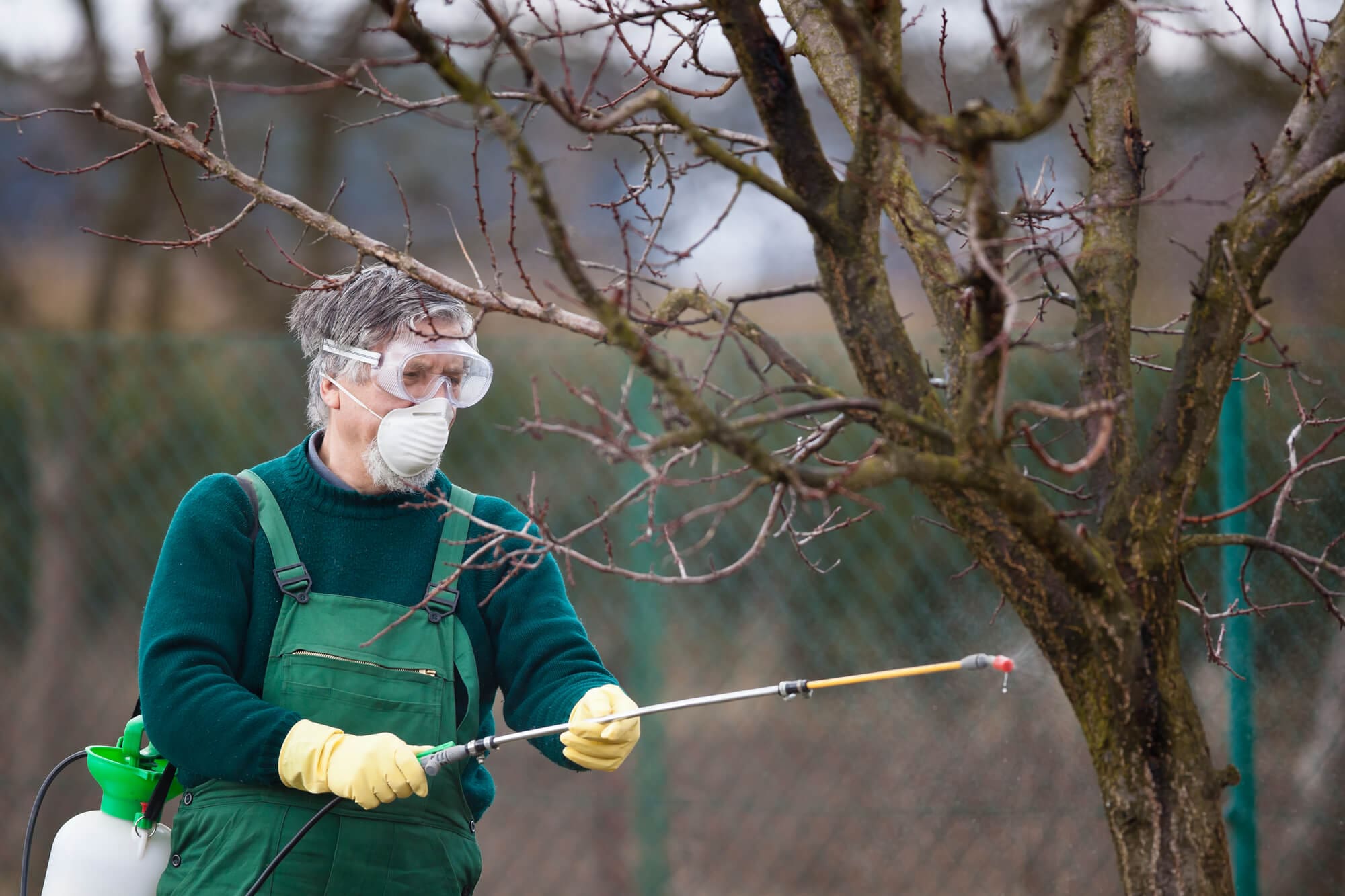 expert doing Tree and Shrub Care Boca Raton FL