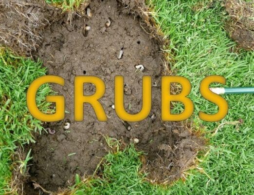 grubs