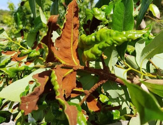 Lychee mite infestation and damage to palm beach county lychee tree