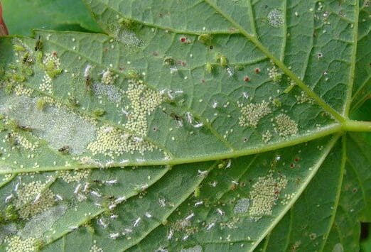 aphid scales