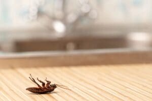 Close up shot of cockroach dead on counter