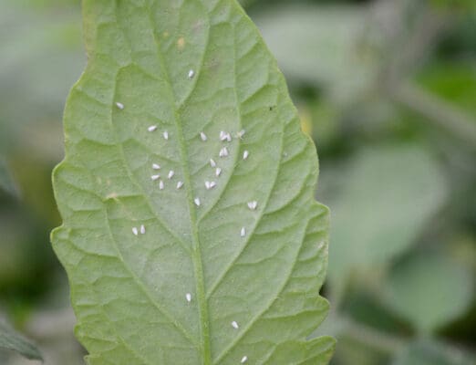 whiteflies