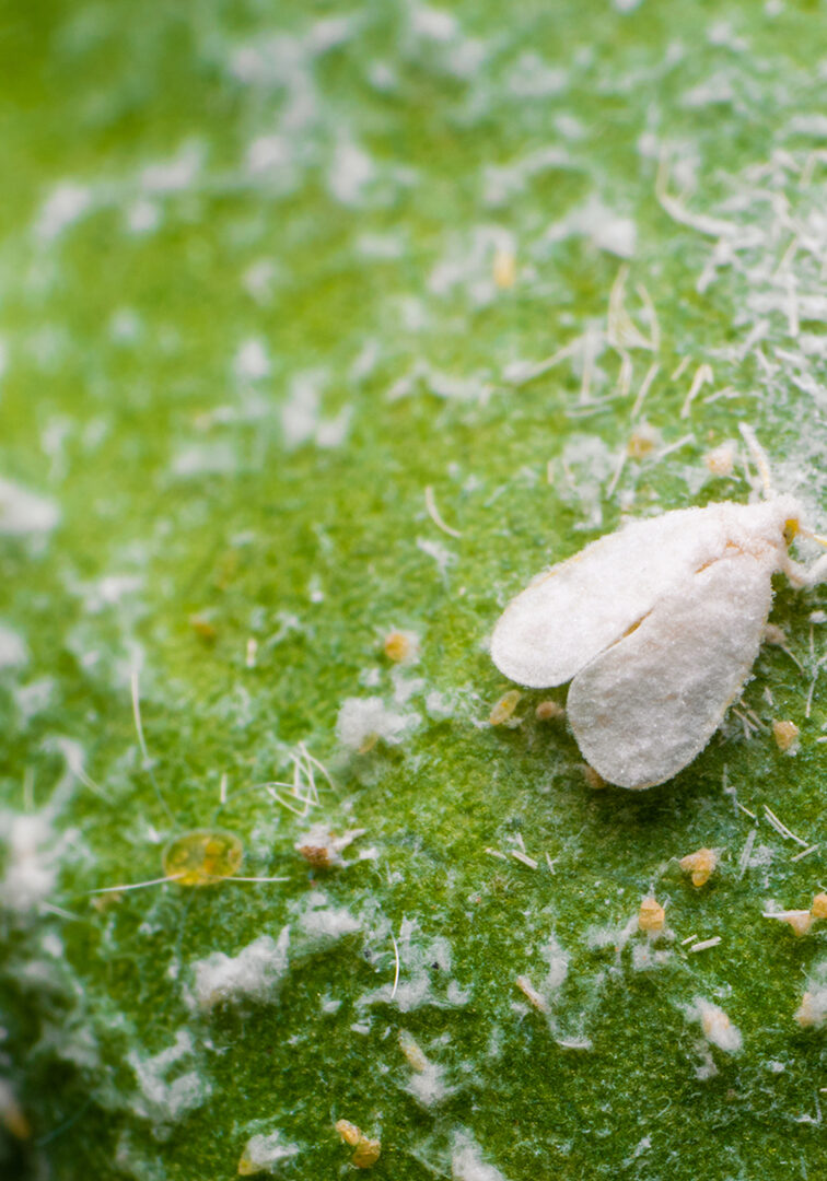 whitefly3