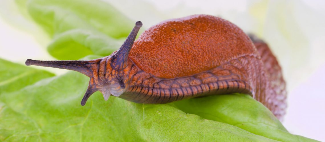 slimy brown slug on a leaf